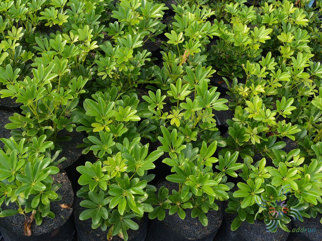 หนวดปลาหมึกแคระ Schefflera arboricola (Hayata) Merr.