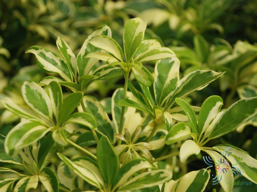 หนวดปลาหมึกแคระด่าง Schefflera arboricola (Hayata) Merr.