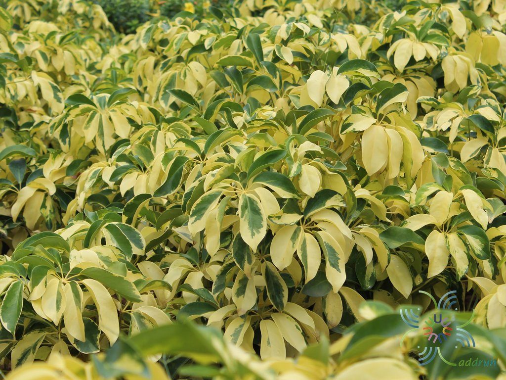 หนวดปลาหมึกแคระด่าง Schefflera arboricola (Hayata) Merr.