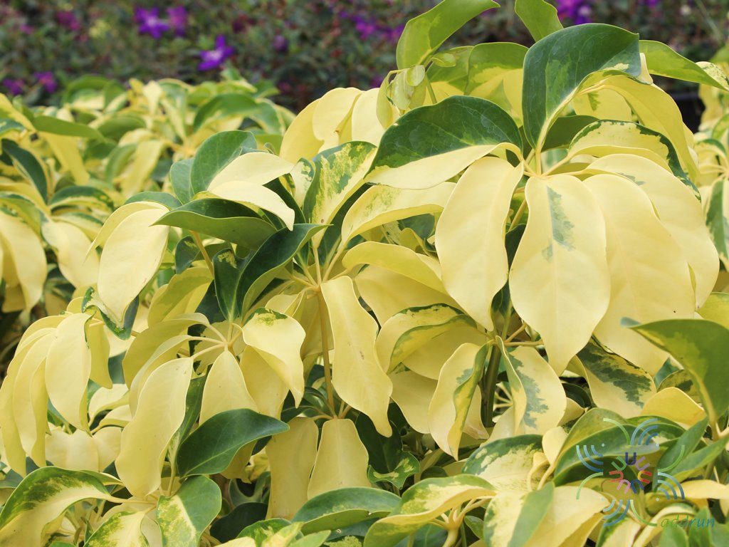 หนวดปลาหมึกแคระด่าง Schefflera arboricola (Hayata) Merr.