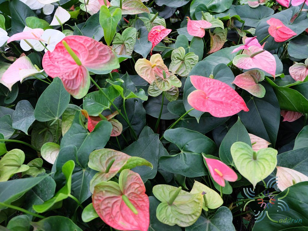 หน้าวัว Anthurium sp.