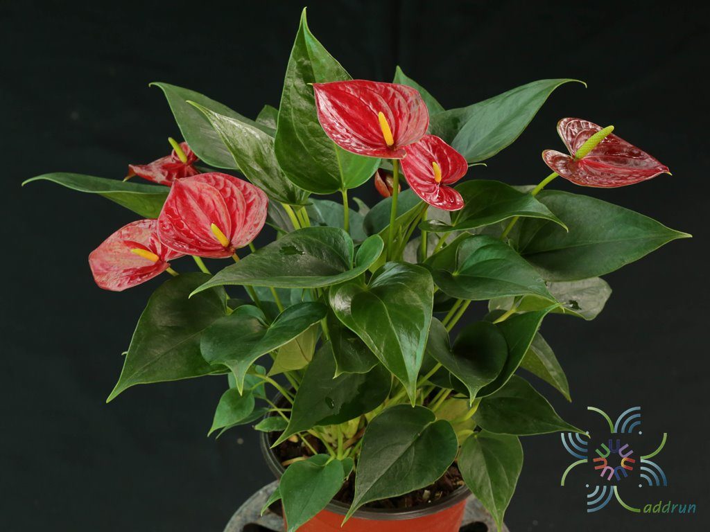 หน้าวัว Anthurium sp.