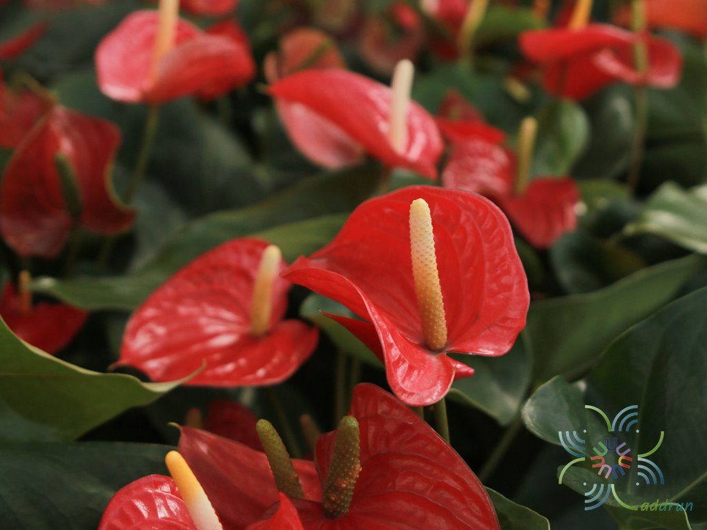 หน้าวัว Anthurium sp.