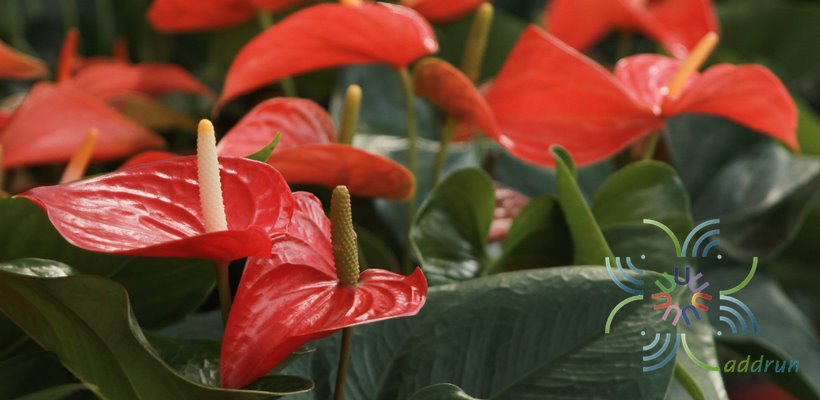 หน้าวัว Anthurium sp.