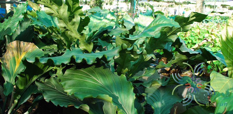 หน้าวัวใบ เจ้าสัว Anthurium plowmanii Croat