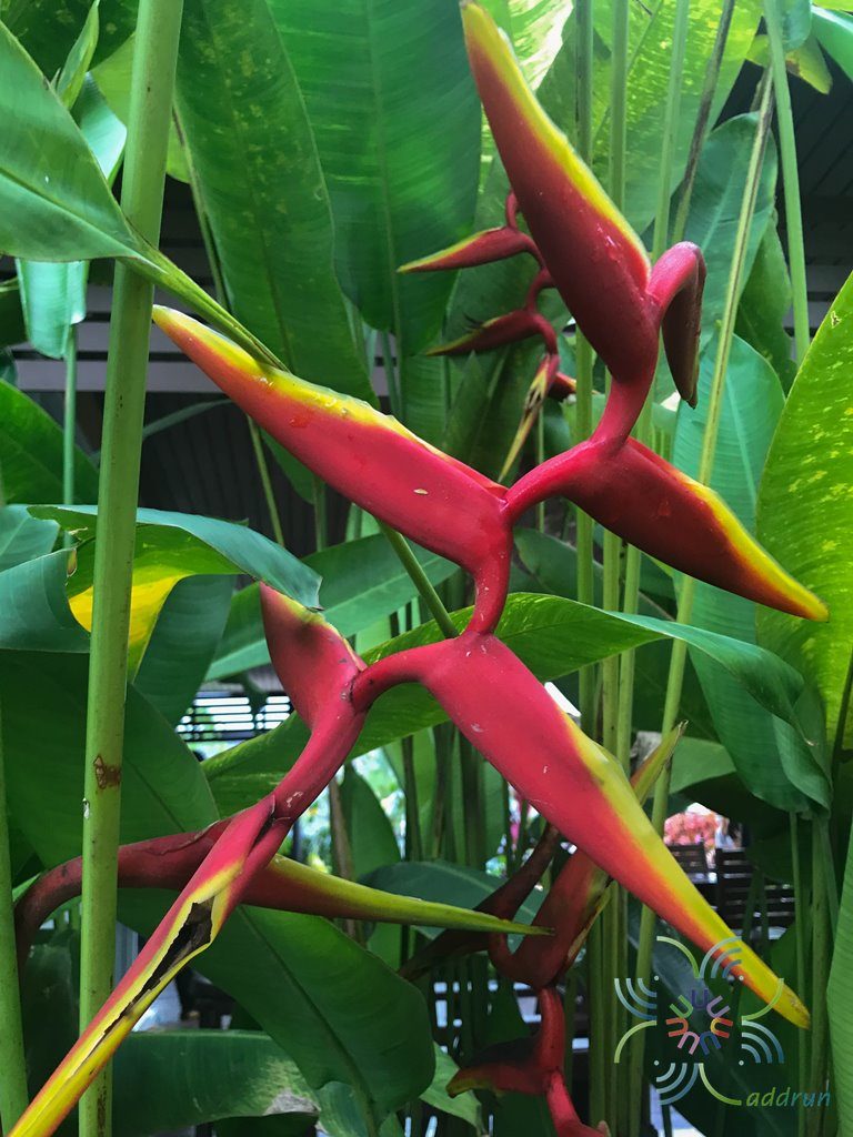 เฮลิโคเนีย รอลินเลียนา Heliconia × rauliniana Barreiros