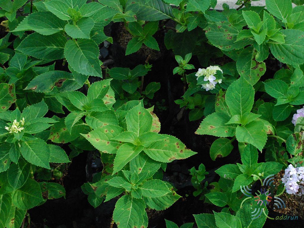 ไฮเดรนเยีย Hydrangea macrophylla (Thunb.) Ser.