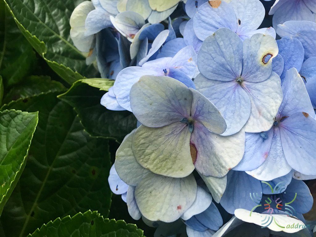 ไฮเดรนเยีย Hydrangea macrophylla (Thunb.) Ser.