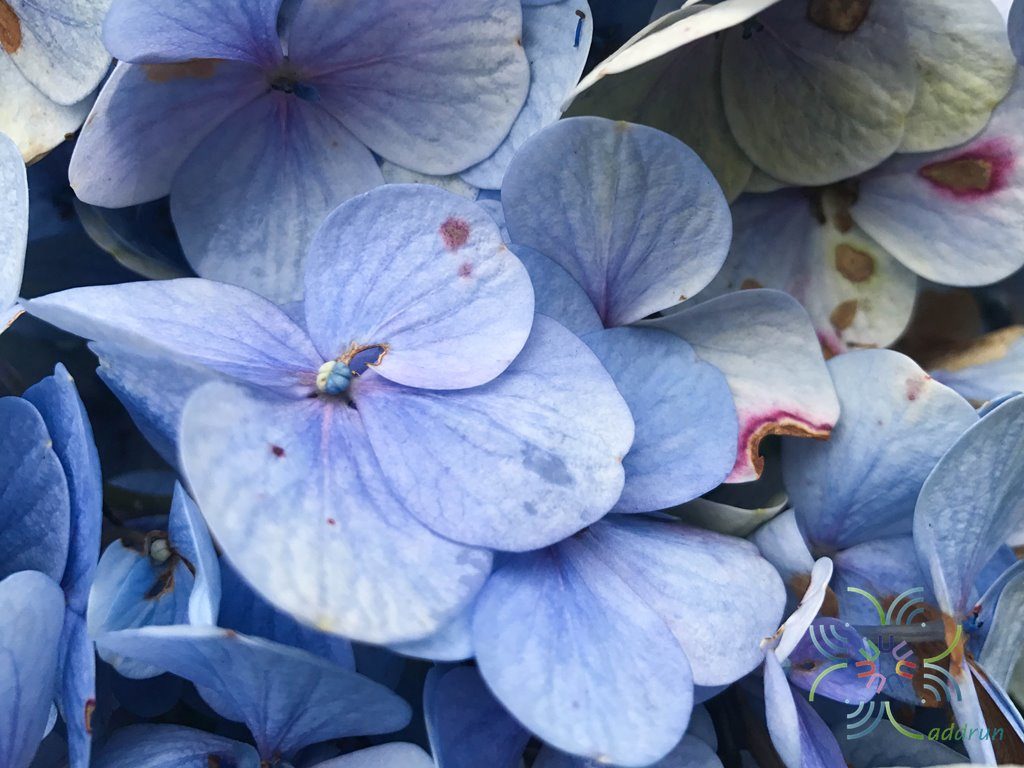 ไฮเดรนเยีย Hydrangea macrophylla (Thunb.) Ser.