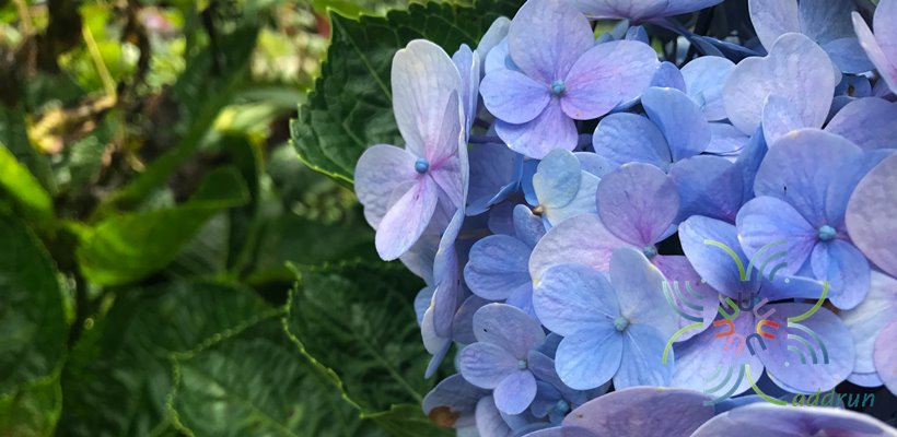 ไฮเดรนเยีย Hydrangea macrophylla (Thunb.) Ser.