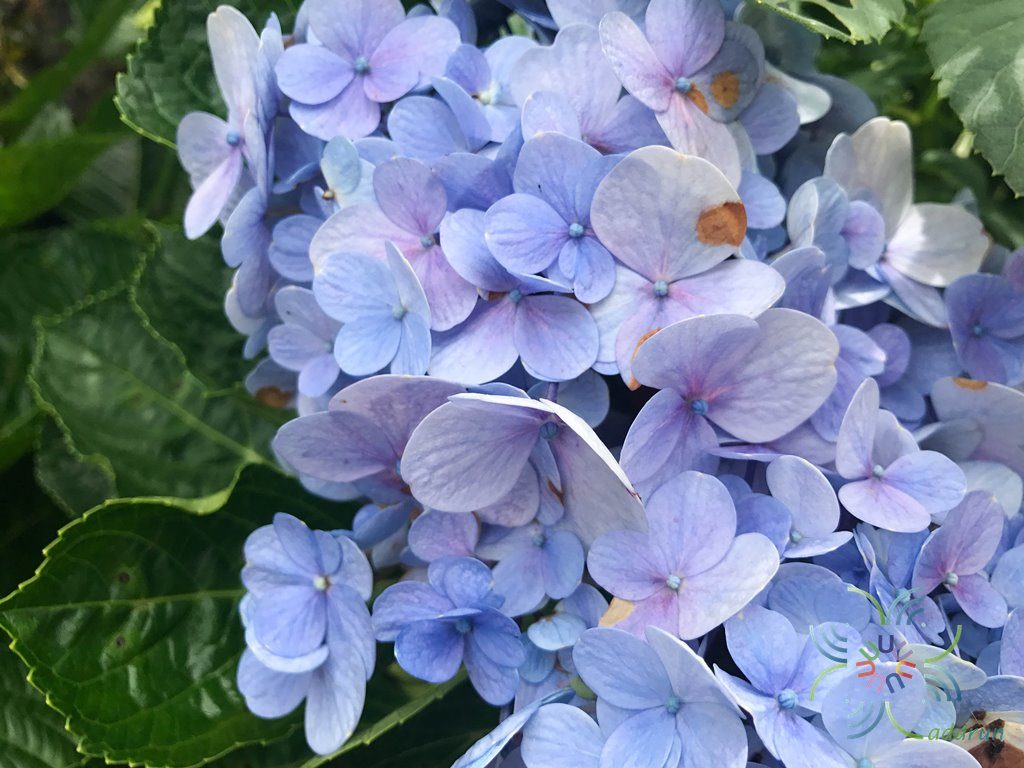 ไฮเดรนเยีย Hydrangea macrophylla (Thunb.) Ser.