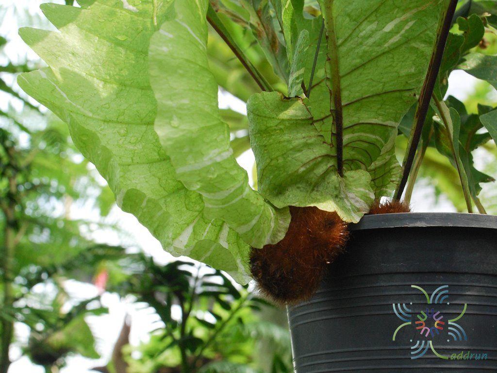 เฟินกระแตไต่ไม้ Drynaria quercifolia (L.) J.Sm.