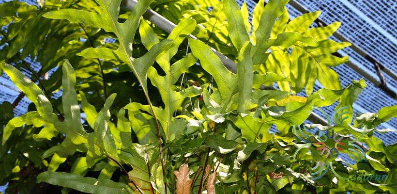 เฟินกระแตไต่ไม้ Drynaria quercifolia (L.) J.Sm.