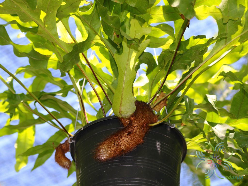 เฟินกระแตไต่ไม้ Drynaria quercifolia (L.) J.Sm.