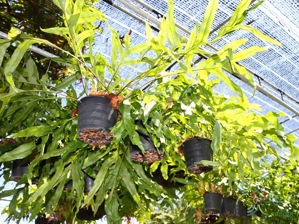 เฟินกระแตไต่ไม้ Drynaria quercifolia (L.) J.Sm.