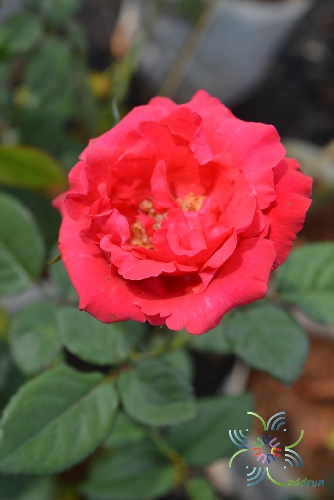 กุหลาบมอญ Rosa × damascena Herrm.