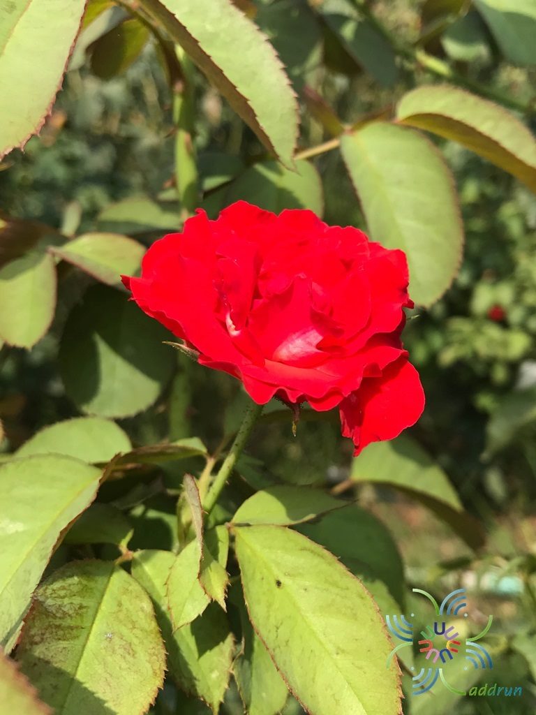 กุหลาบมอญ Rosa × damascena Herrm.