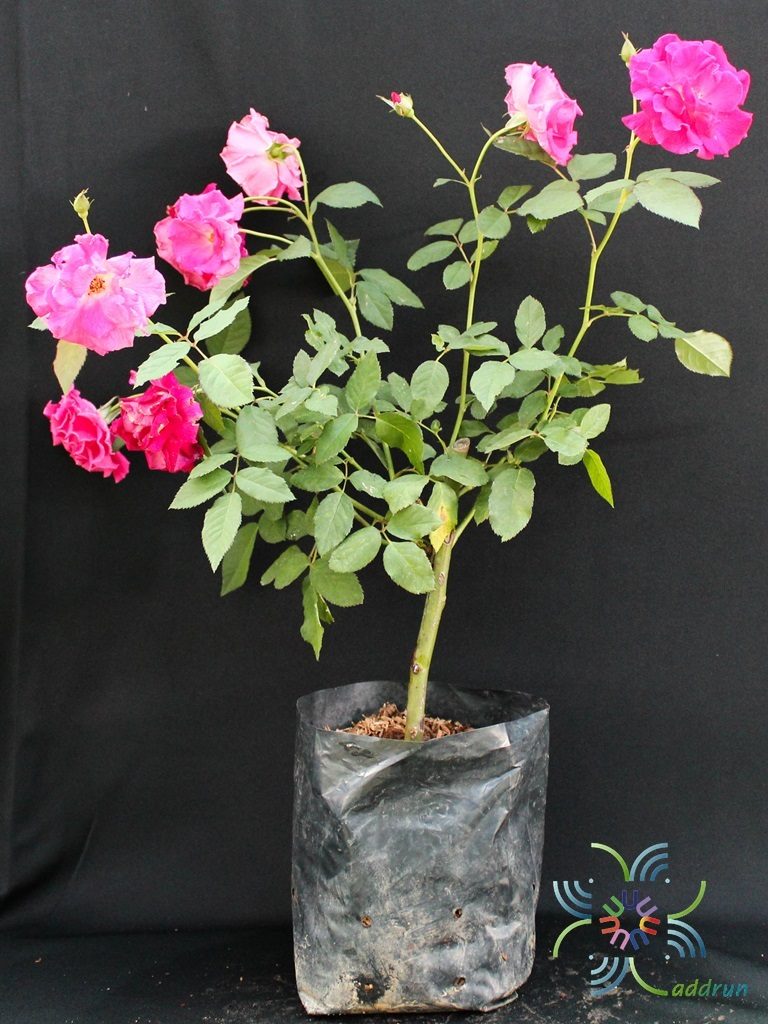 กุหลาบมอญ Rosa × damascena Herrm.