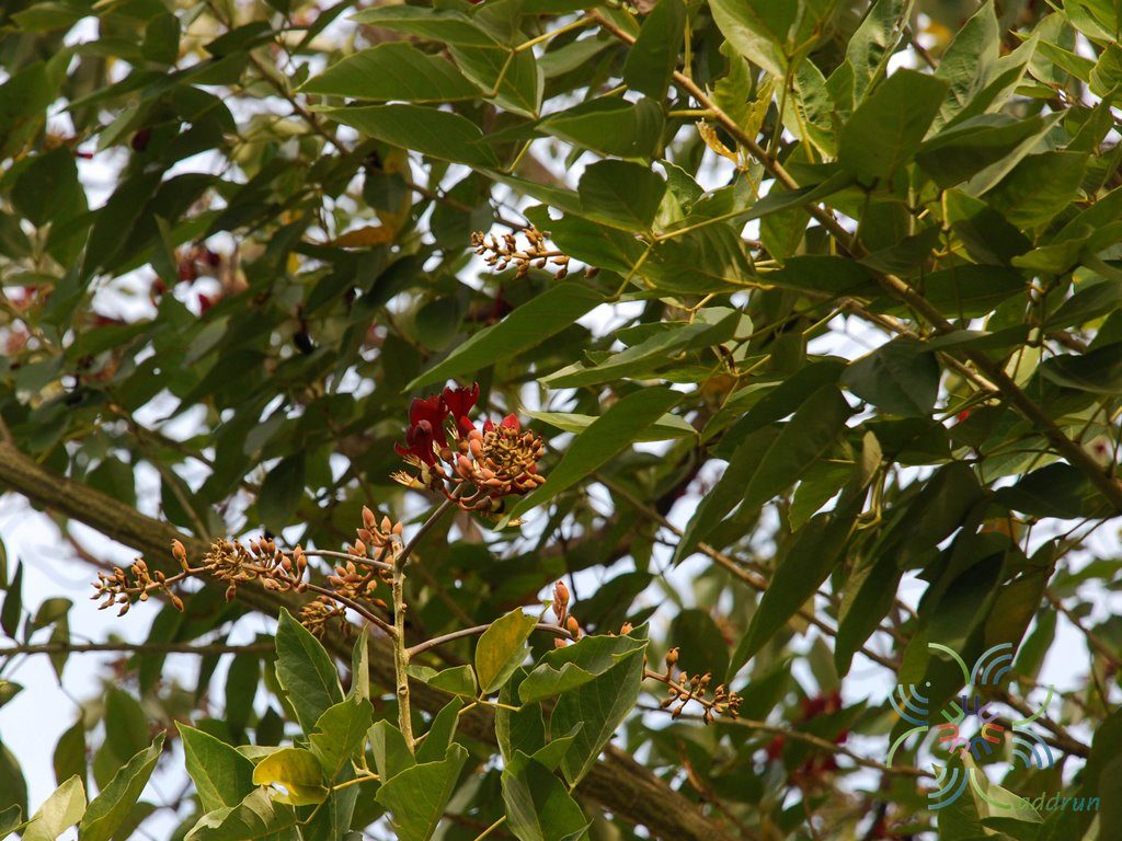 ทองหลางกินใบ Erythrina fusca Lour.