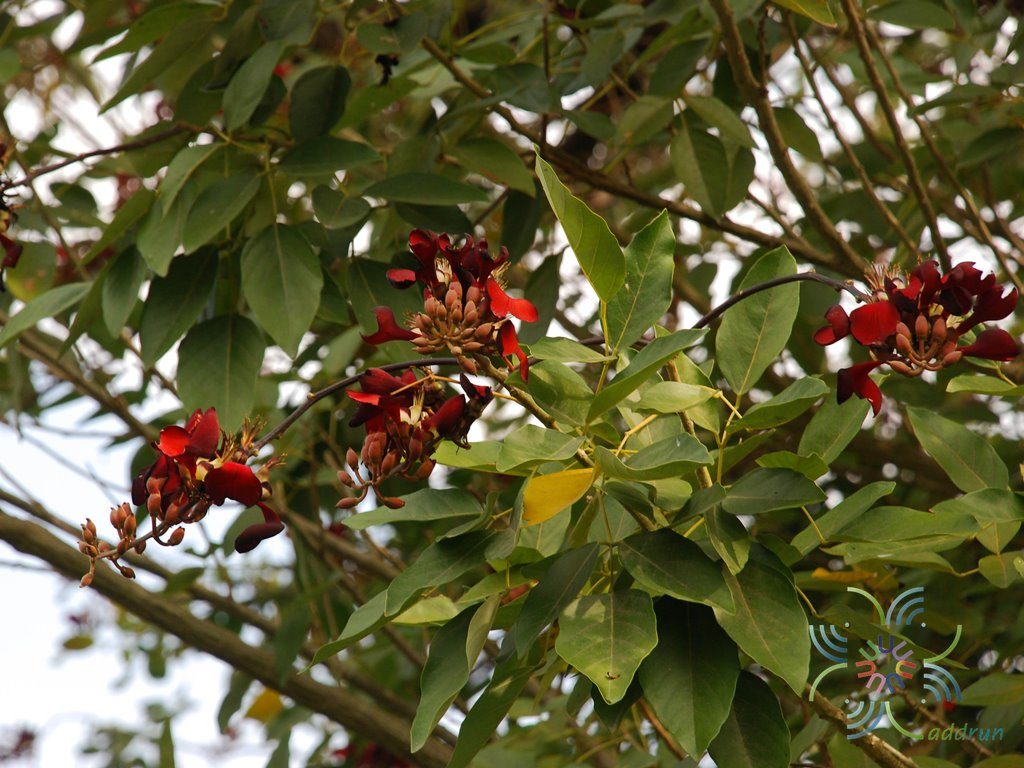 ทองหลางกินใบ Erythrina fusca Lour.