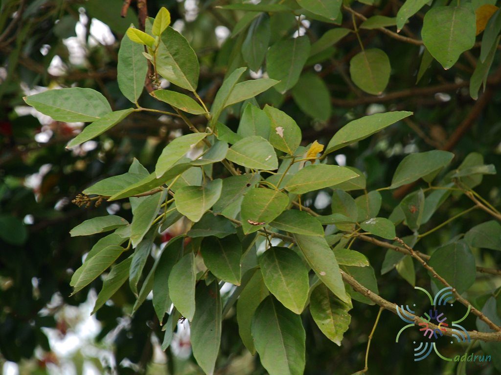 ทองหลางกินใบ Erythrina fusca Lour.
