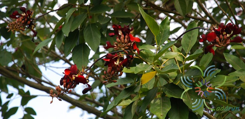 ทองหลางกินใบ Erythrina fusca Lour.