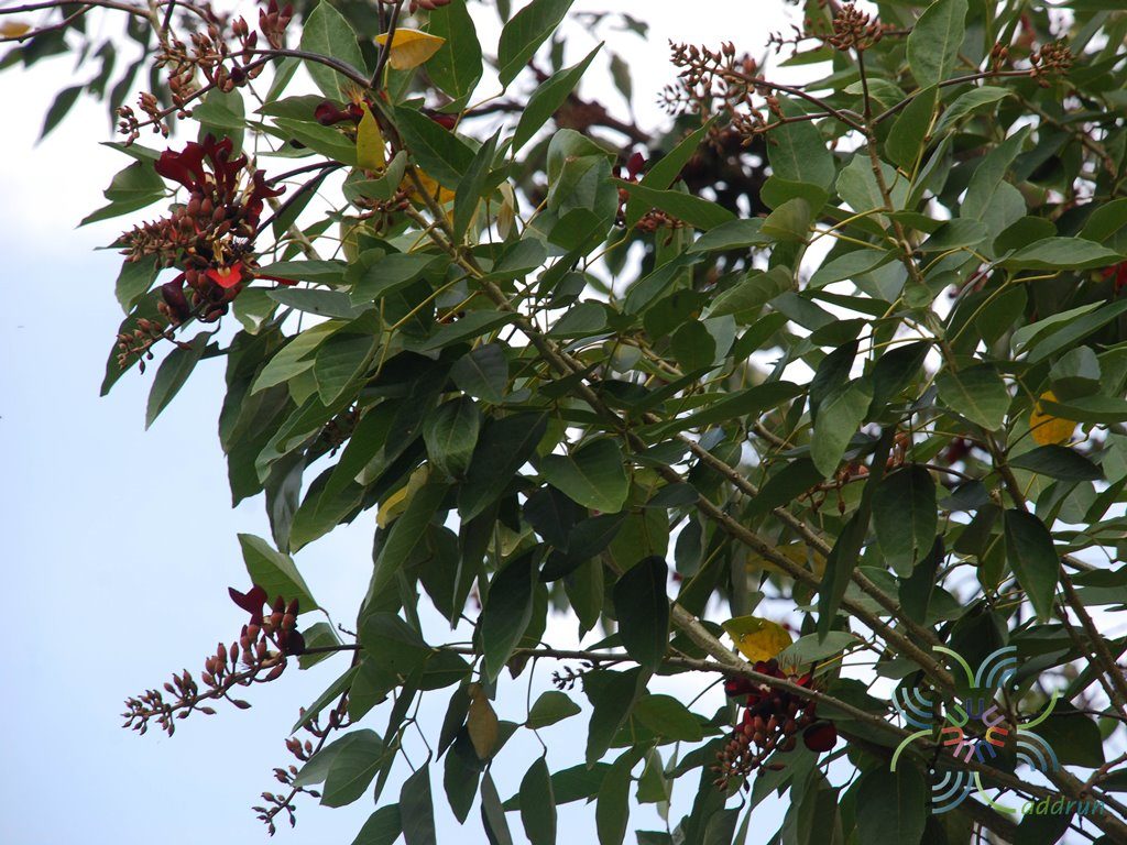 ทองหลางกินใบ Erythrina fusca Lour.