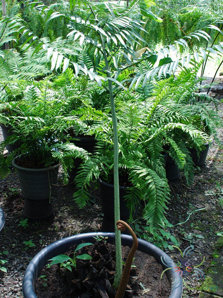 เฟิร์นกีบแรดฟิลิปปินส์ Angiopteris evecta (G. Forst.) Hoffm.