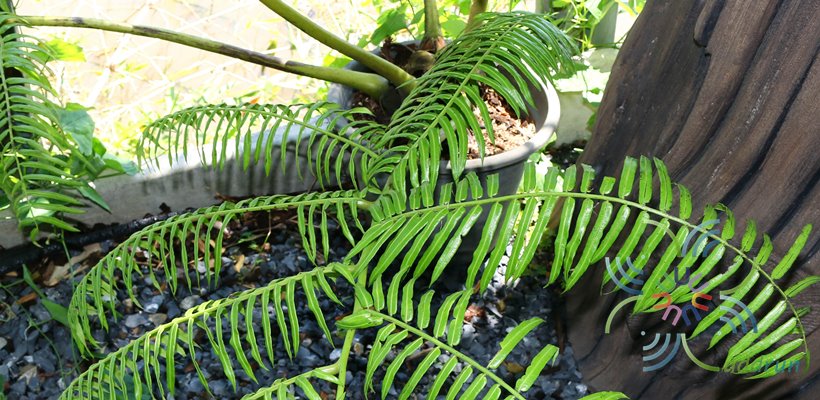 เฟิร์นกีบแรดฟิลิปปินส์ Angiopteris evecta (G. Forst.) Hoffm.