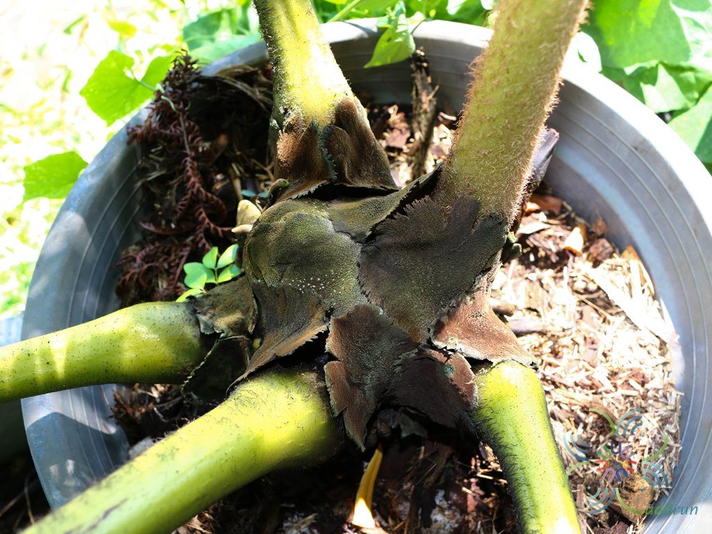 เฟิร์นกีบแรดฟิลิปปินส์ Angiopteris evecta (G. Forst.) Hoffm.