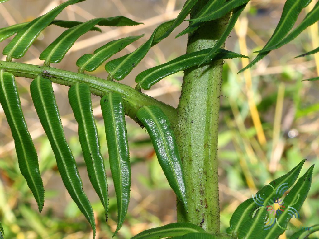 เฟิร์นกีบแรดฟิลิปปินส์ Angiopteris evecta (G. Forst.) Hoffm.