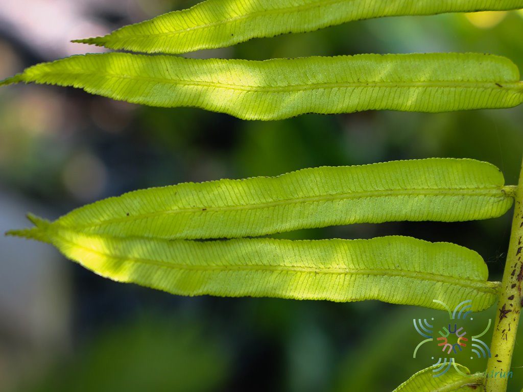 เฟิร์นกีบแรดฟิลิปปินส์ Angiopteris evecta (G. Forst.) Hoffm.