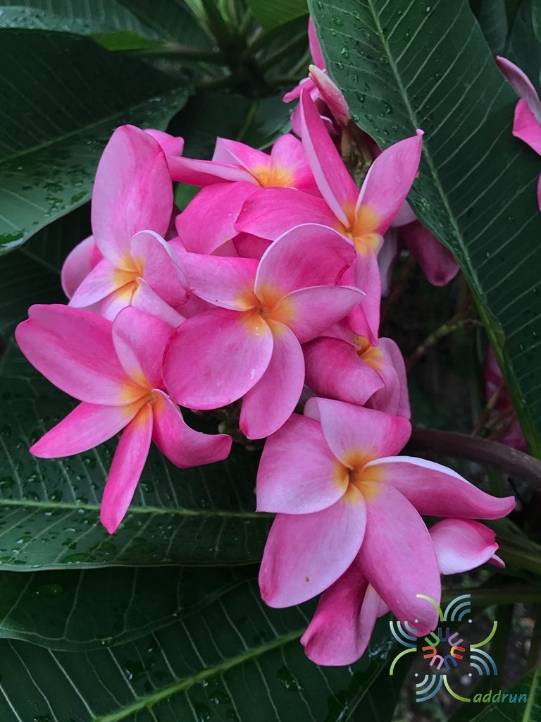 ลีลาวดีสุปราณี พิงค์ Plumeria rubra ‘Frangipani’