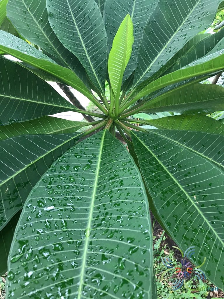 ลีลาวดีสุปราณี พิงค์ Plumeria rubra ‘Frangipani’