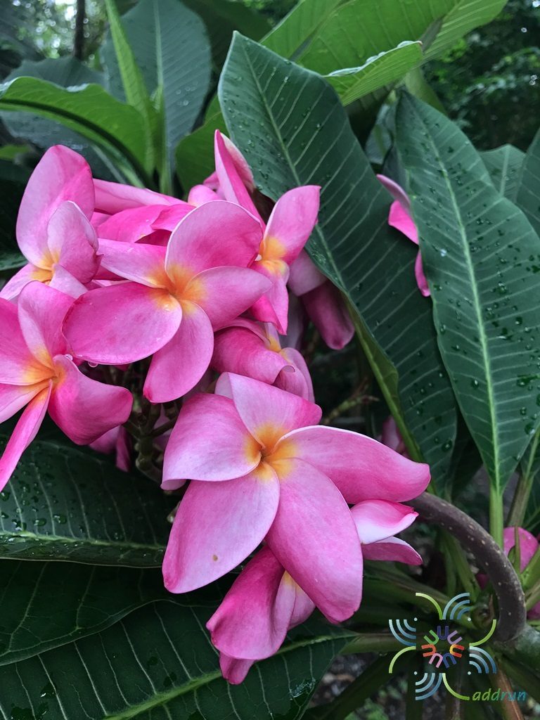 ลีลาวดีสุปราณี พิงค์ Plumeria rubra ‘Frangipani’
