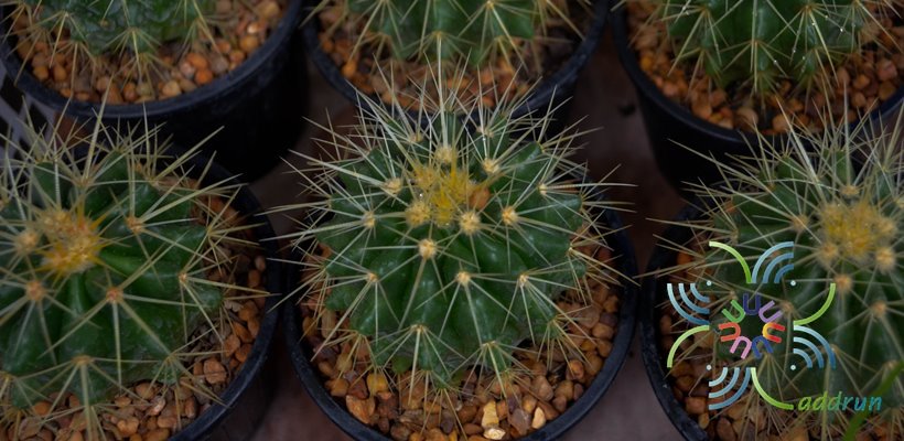 ถังทอง Echinocactus grusonii Hildm.