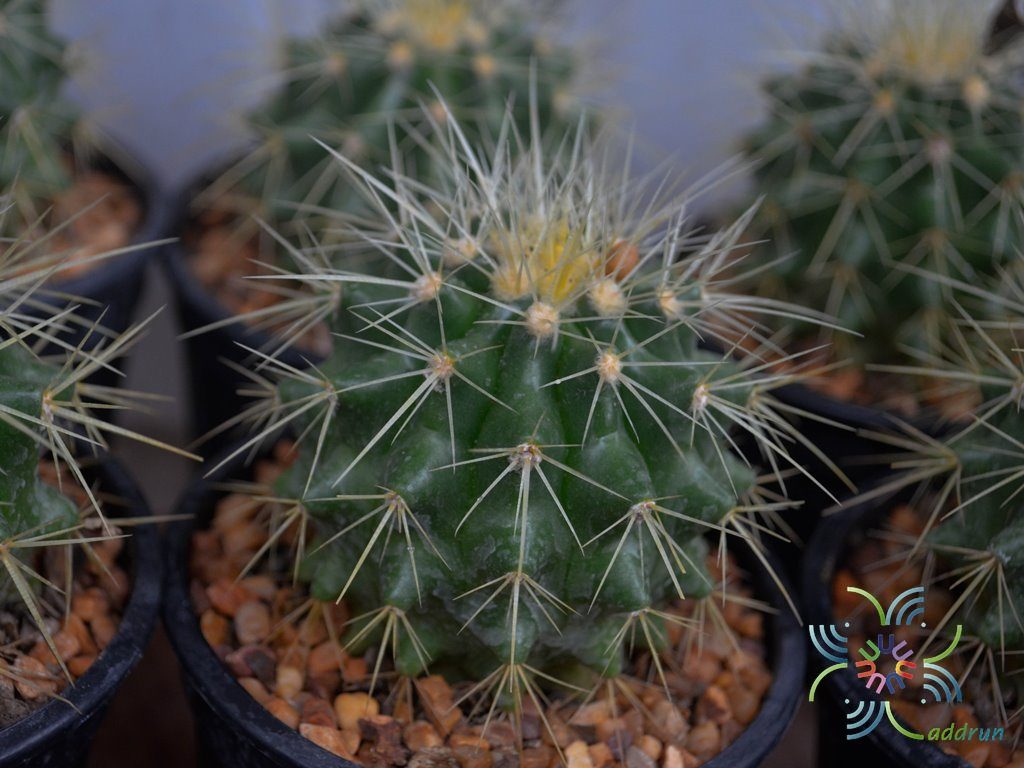 ถังทอง Echinocactus grusonii Hildm.