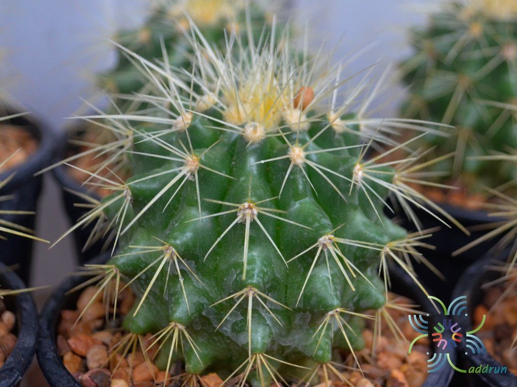 ถังทอง Echinocactus grusonii Hildm.