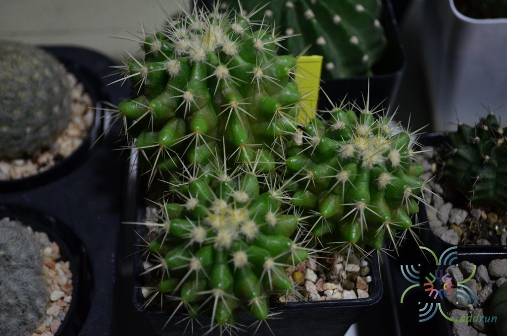 ถังทอง Echinocactus grusonii Hildm.