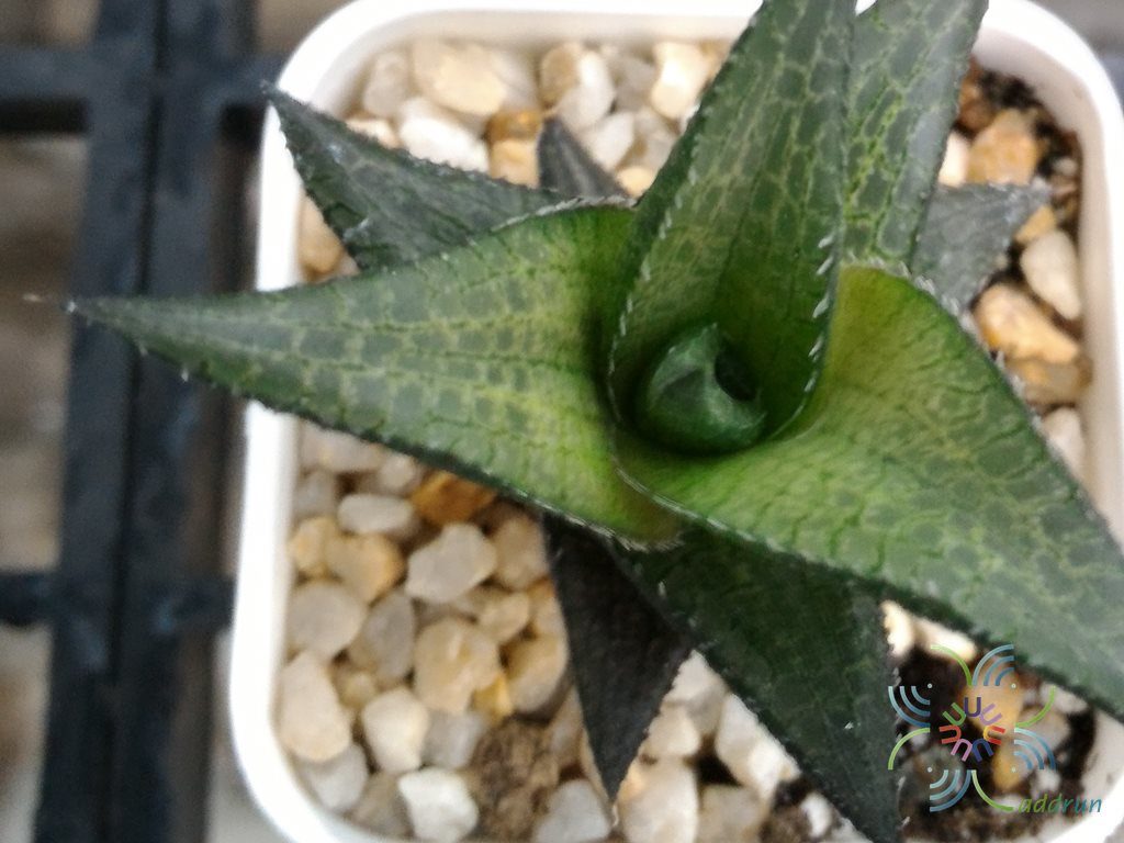ฮาโวเทีย เทสเซลลาตา Haworthia venosa (Lam.) Haw var. tessellata (Haw.) M.B. Bayer