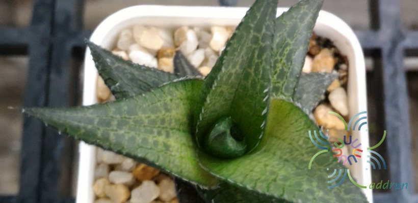 ฮาโวเทีย เทสเซลลาตา Haworthia venosa (Lam.) Haw var. tessellata (Haw.) M.B. Bayer