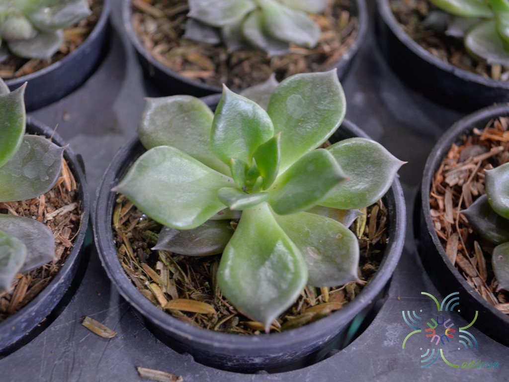 อิชิวีเรีย แบลคพรินซ์ Echeveria ‘Black Prince’