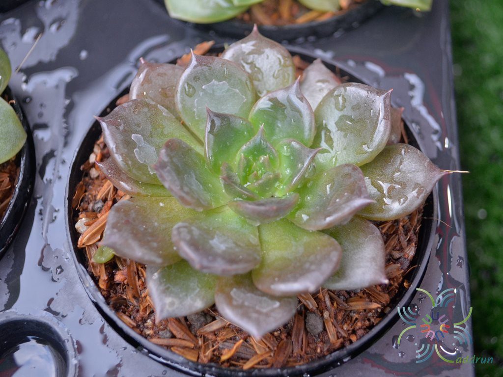 อิชิวีเรีย แบลคพรินซ์ Echeveria ‘Black Prince’