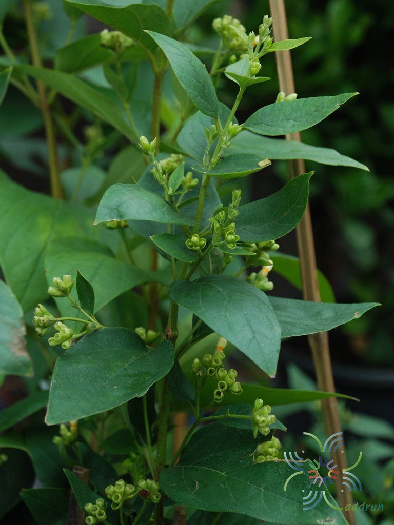 กรรณิการ์ Nyctanthes arbor-tristis L.