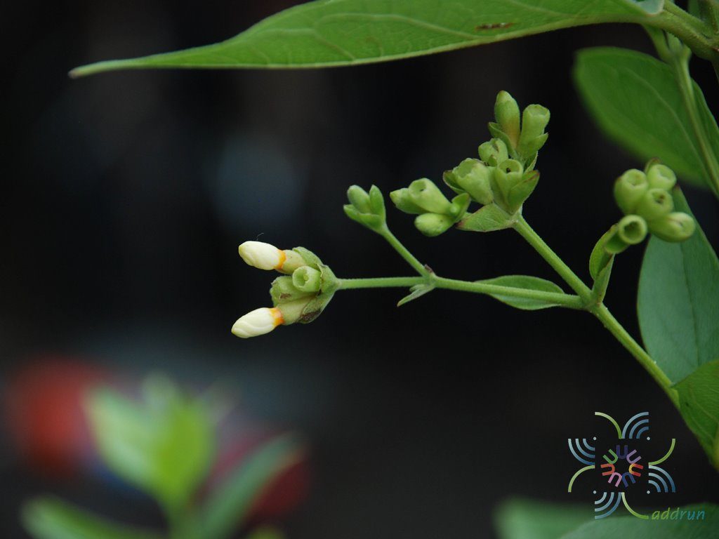กรรณิการ์ Nyctanthes arbor-tristis L.