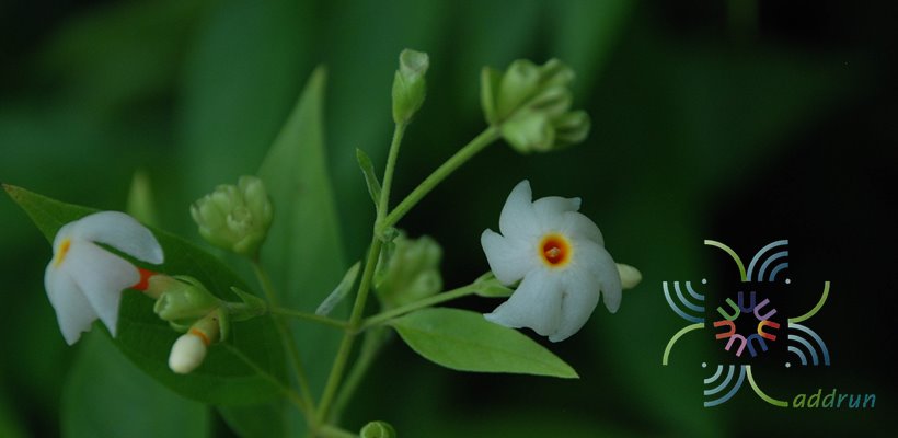 กรรณิการ์ Nyctanthes arbor-tristis L.