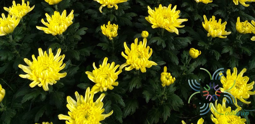 เบญจมาศ Chrysanthemum spp.