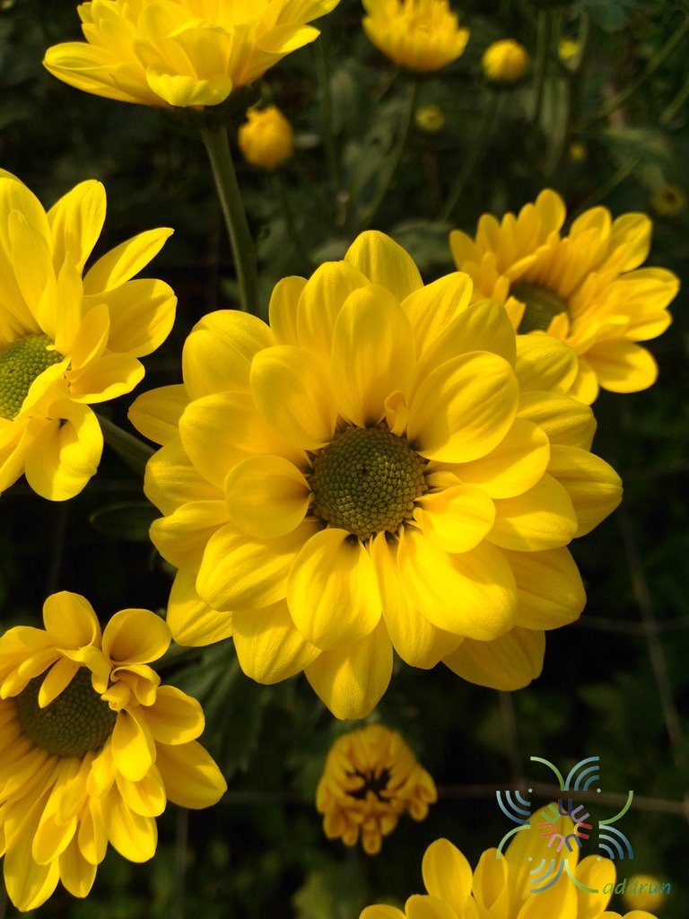 เบญจมาศ Chrysanthemum spp.