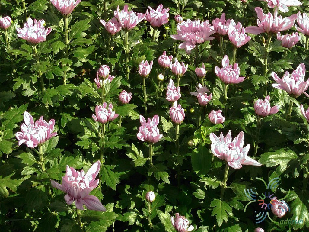เบญจมาศ Chrysanthemum spp.