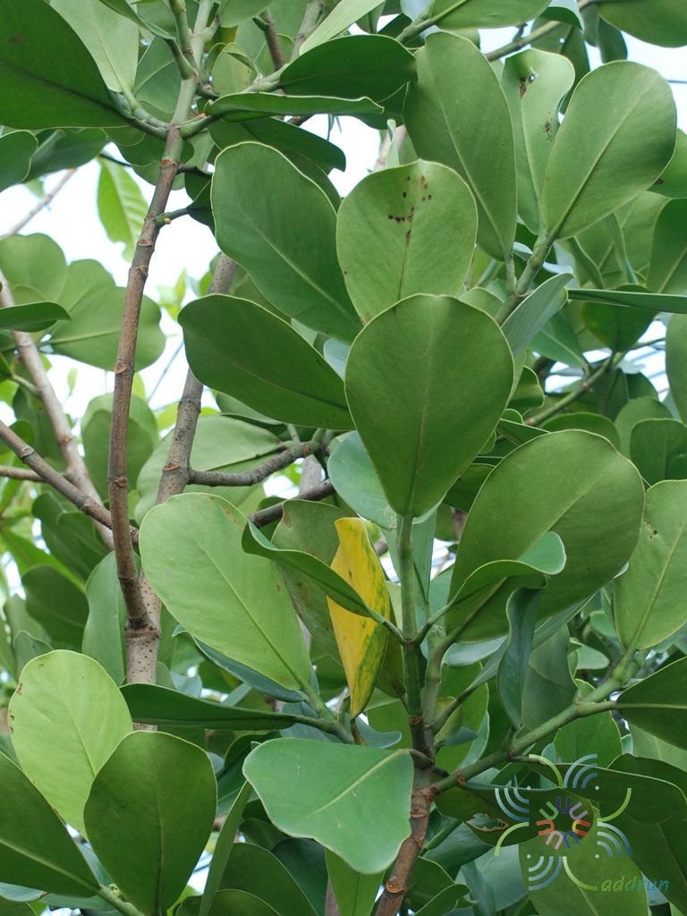 เกล็ดกระโห้ Clusia rosea Jacq.